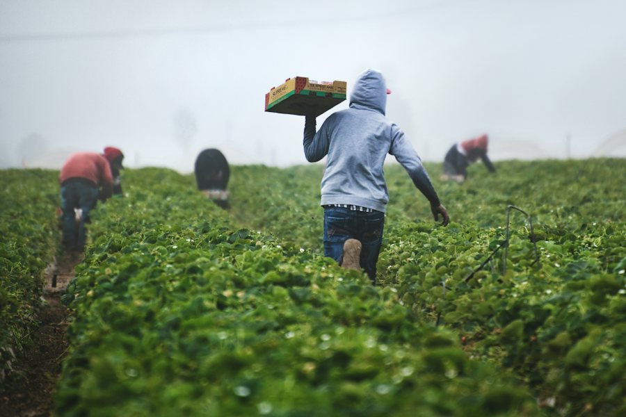 Harvest crew at work