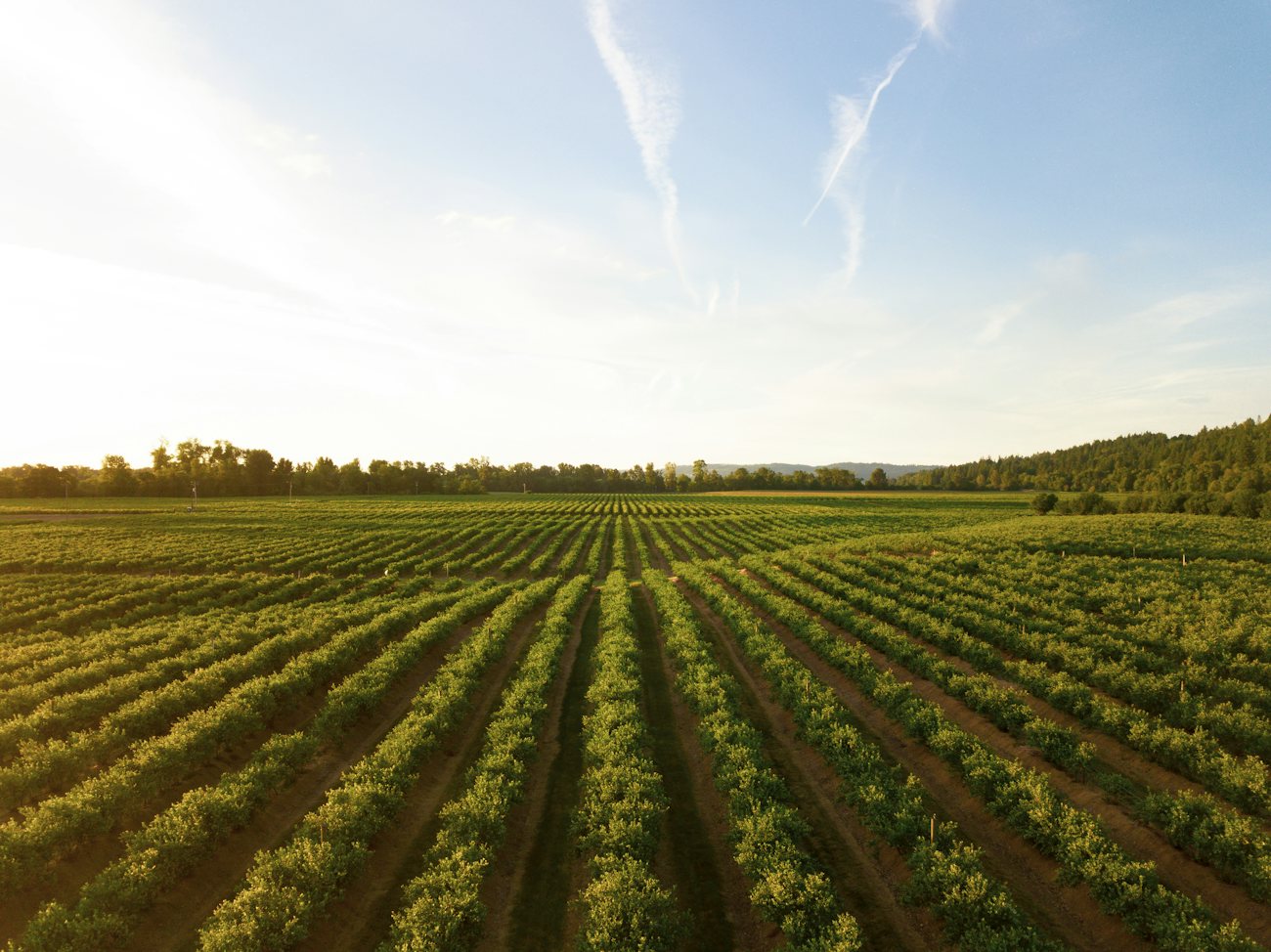 Farm field at sunrise